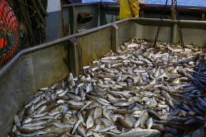 Baisse de 4% de la pêche maritime en Tunisie en 2013 - DR. Brahim LATRECH